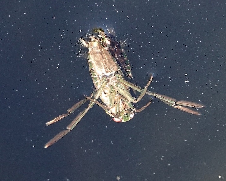 water boatman